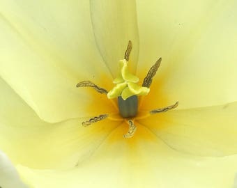 Flower Photo Art, Prints or Cards, featuring yellow tulip