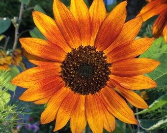 Flower Photo Art featuring Sunflower
