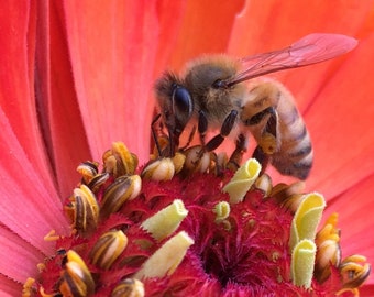 Zinnia and Honey Bee, Flower Photo Art, Prints or Cards