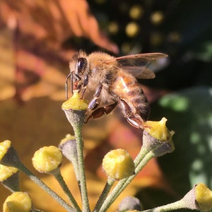 Flower Photo Art, Prints or Cards, Honey Bee
