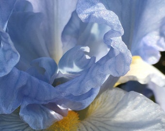 Blue Iris Photo-Art, Prints or Cards