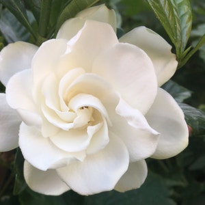 Fiore Photo Art, stampe o cartoline, Gardenia