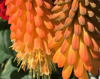 Kniphofia, red hot poker plant,  Photo Art, Prints or Cards