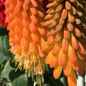 Kniphofia, red hot poker plant,  Photo Art, Prints or Cards