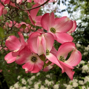 Dogwood photo art and cards