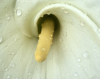 Calla Lily Photo Art, Prints or Cards