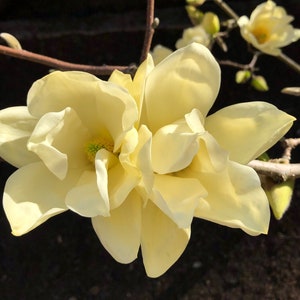 Magnolia photo art and cards