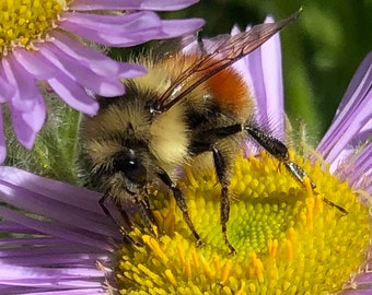 Bumblebee photograph, Prints or Cards