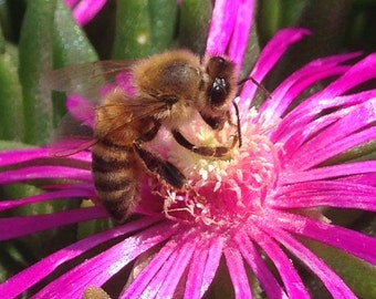 Flower Photo Art, Prints or Cards, with ice flower and honey bee II