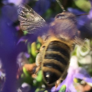 Flower Photo Art, Prints or Cards, with Honey Bee Abstract