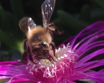 Flower Photo Art, Prints or Cards, with ice flower and honey bee