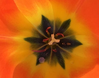 Flower Photo Art, Prints or Cards, Orange Tulip