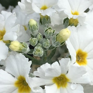 Primrose Flower Photo Art, Prints or Cards