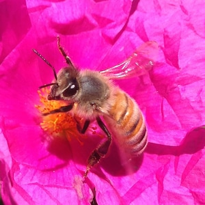 Flower Photo Art, Prints or Cards, Honey Bee