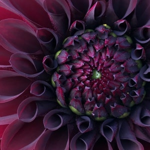 Dahlien Fotokunst, Drucke oder Karten