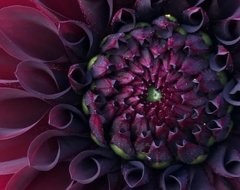 Dahlia Photo Art, Prints or Cards