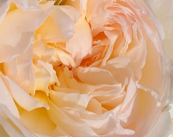 Blush Rose Photo Art, Prints or Cards