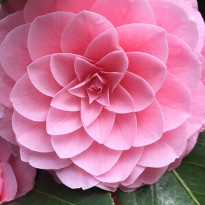 Camellia bloem fotokunst, prenten of kaarten