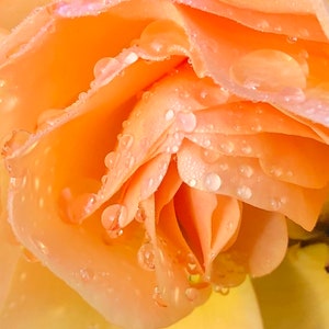Orange Rose Photo Art, Prints or Cards