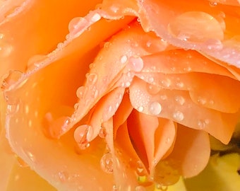 Orange Rose Photo Art, Prints or Cards