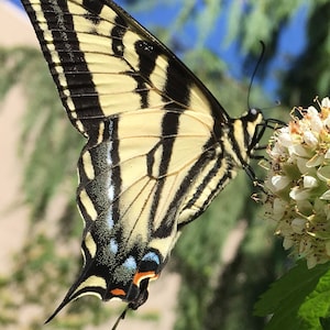 Swallowtail Butterfly Photo-Art, Prints or Cards