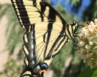 Swallowtail Butterfly Photo-Art, Prints or Cards