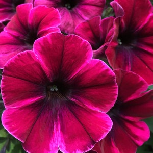Petunia Photo Art, Prints or Cards