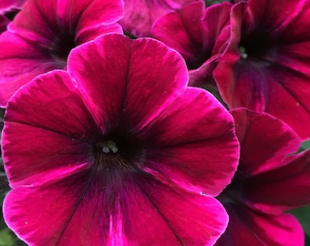 Petunia Photo Art, Prints or Cards