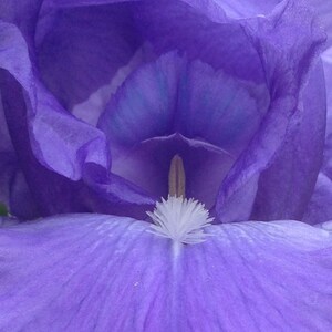 Bloem fotokunst, Prints of videokaarten, met blauwe Iris