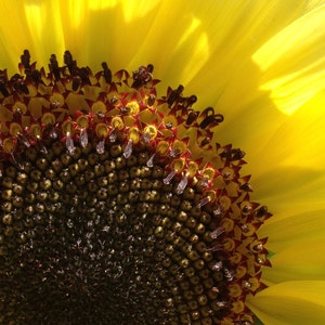 Flower Photo Art, Prints or Cards, Yellow Sunflower Detail