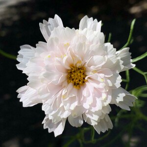 Fancy Cosmos Photo Art, Prints or Cards