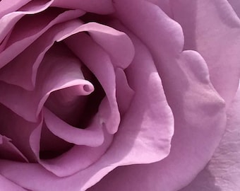 Purple Rose Photo Art, Prints or Cards