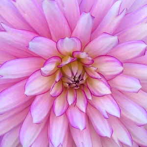 Purple Dahlia Photo Art, Prints or Cards