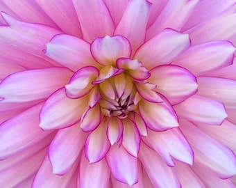 Purple Dahlia Photo Art, Prints or Cards