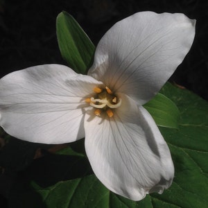 Flor foto arte, estampas o tarjetas, Trillium Pacífico