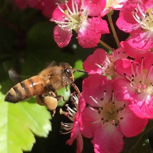Flower Photo Art, Prints or Cards: Hawthorne and Honey Bee