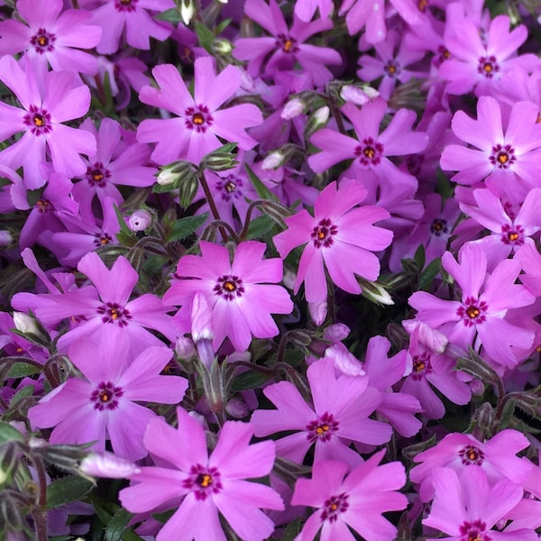 Creeping Phlox Flower Photo Art