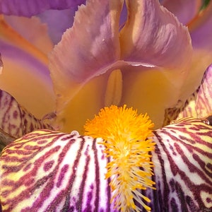 Iris Photograph, Prints or Cards