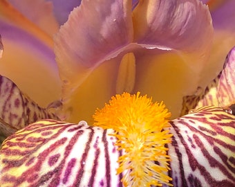 Iris Photograph, Prints or Cards