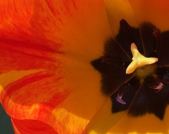 Flower Photo Art featuring Orange and Yellow Tulip