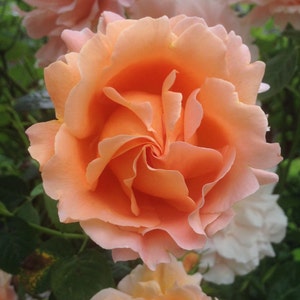 Flower Photo Art, Prints or Cards, Orange Rose