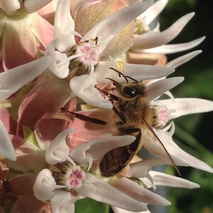 Flower Photo Art, Prints or Cards, with Showy Milkweed and Honey Bee
