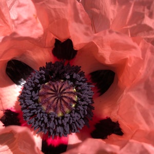 Blush Poppy Photo Art, Estampes ou cartes