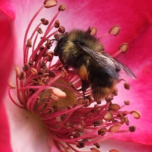 Abeja abejorro y rosa de arte fotográfico, impresiones y tarjetas
