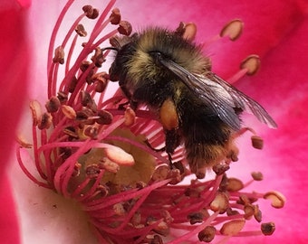 Bumble bee and rose photo-art, prints and cards
