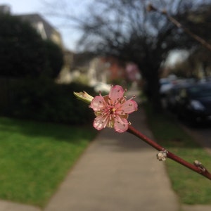 Flower Photo Art, Prints or Cards, featuring Pink Blossom