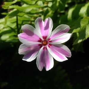 Bloem fotokunst, Prints of kaarten, met roze gestreepte bloesem