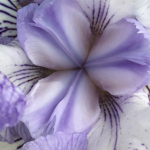 Iris Photograph, Prints or Cards