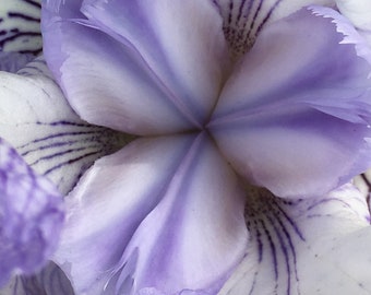 Iris Photograph, Prints or Cards