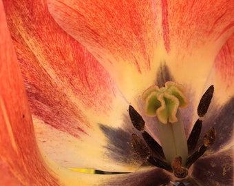 Orange Tulip Photo-Art, Prints or Cards